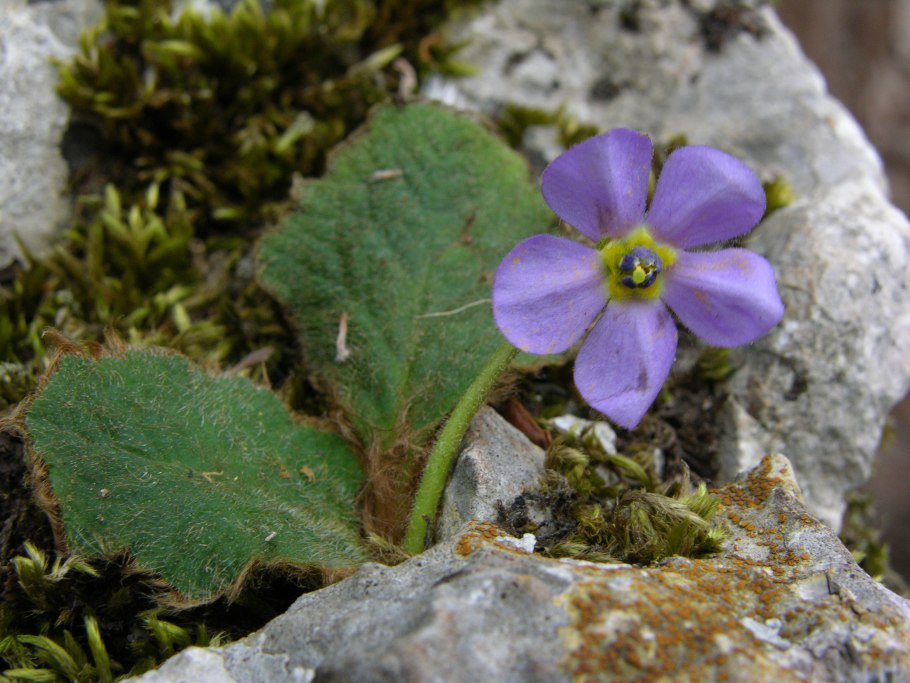 Янкея рисунок