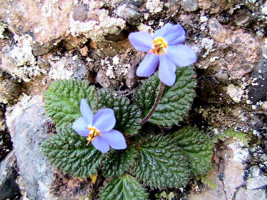 Сербия цветы