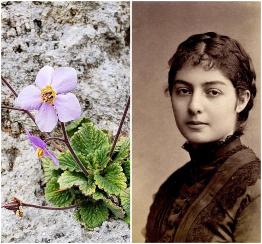 Цветок рамонда сербская