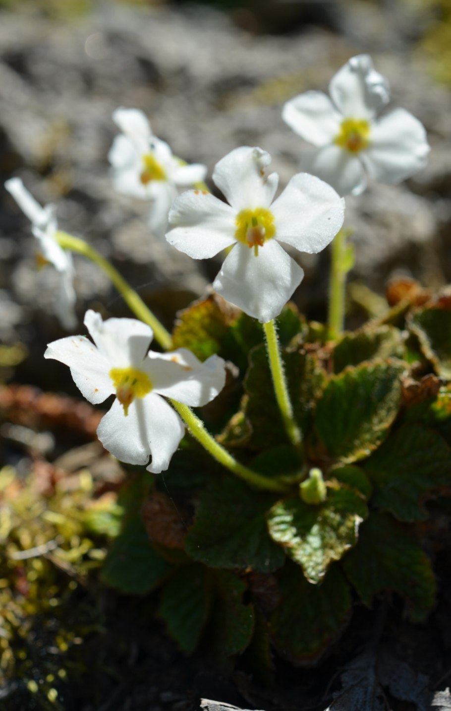 Ramonda nathaliae 'Alba'