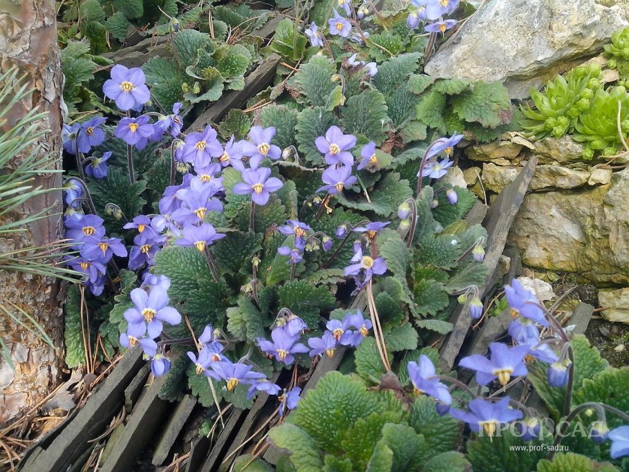 Рамонда Наталии