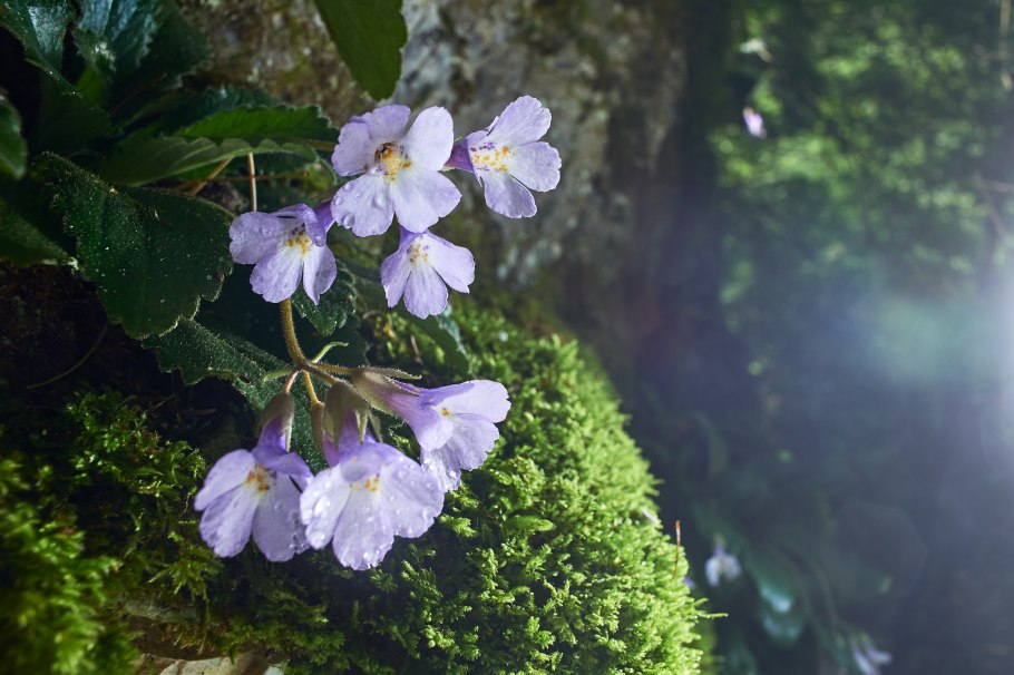 Campanula Flor