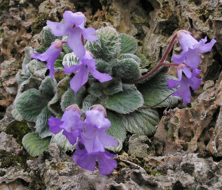 Эукодония adele