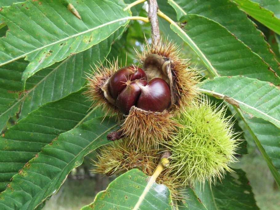Aesculus Indica 'Sydney Pearce' -