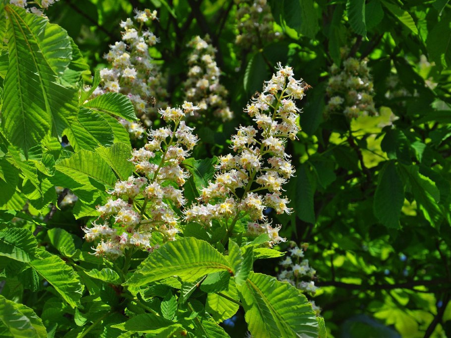 Каштан Европейский дерево