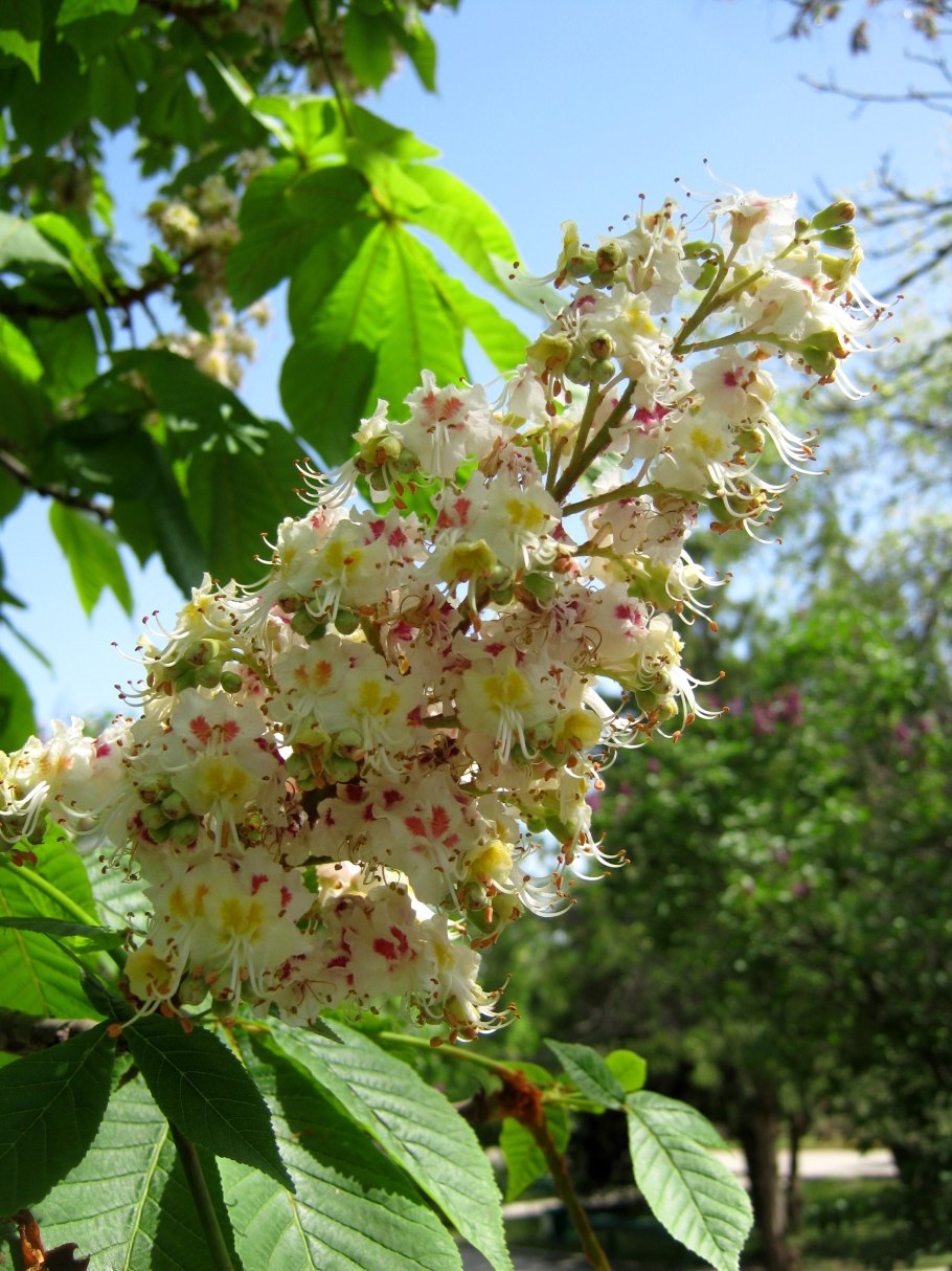 Каштан конский цветение