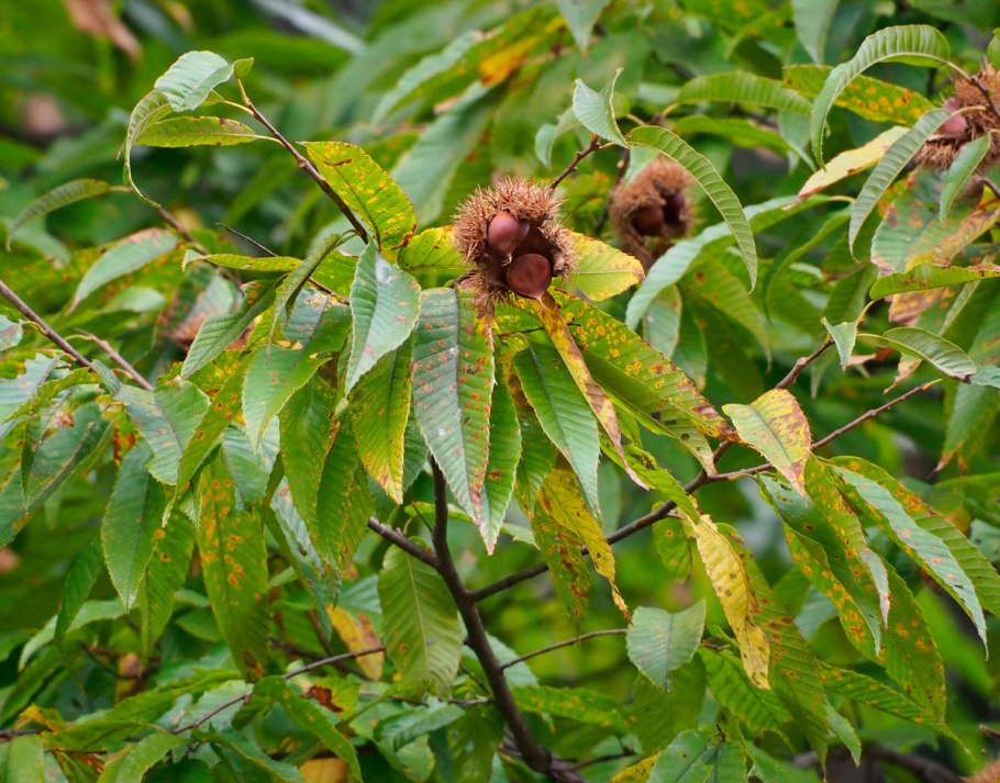 Castanea crenata