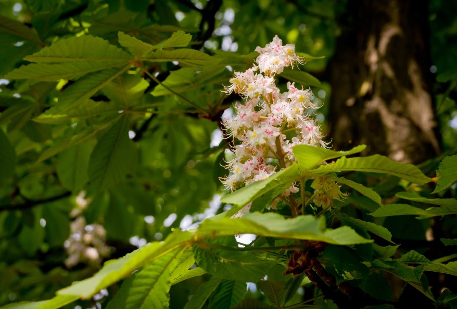 Каштаны в Калининграде