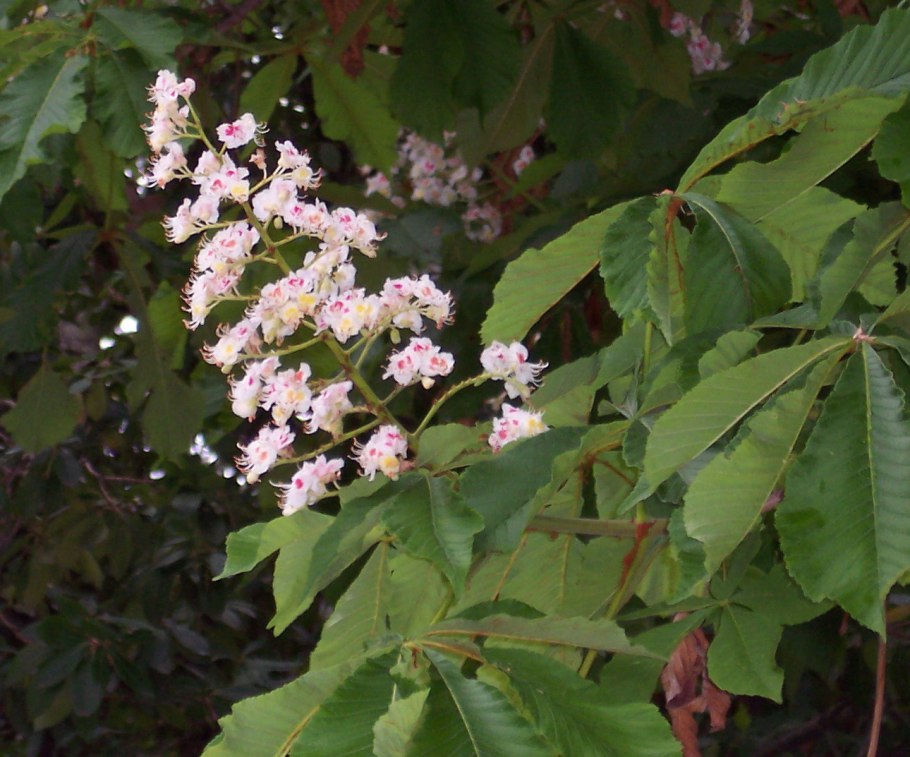 Aesculus hippocastanum