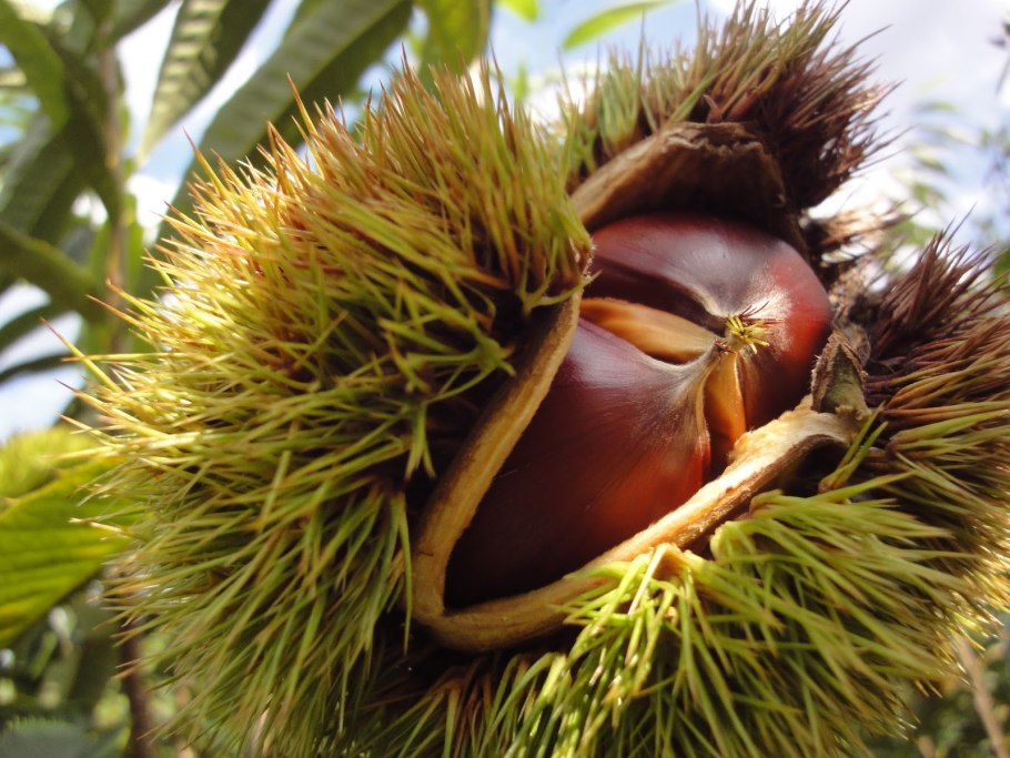 Каштан конский орех дерево цвеетае