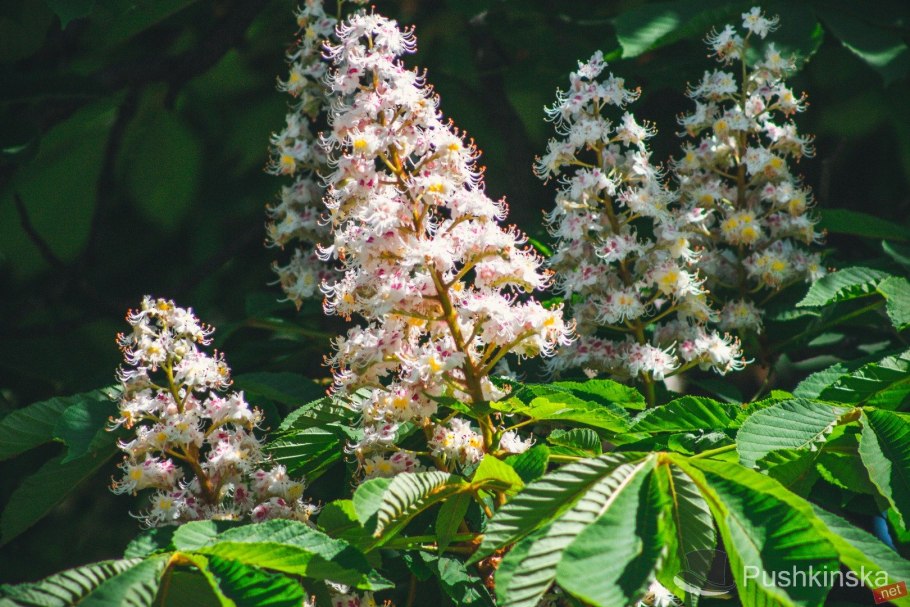 Конский каштан гибридный