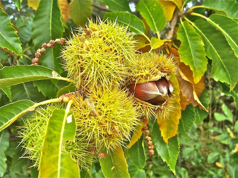 Каштан съедобный дерево