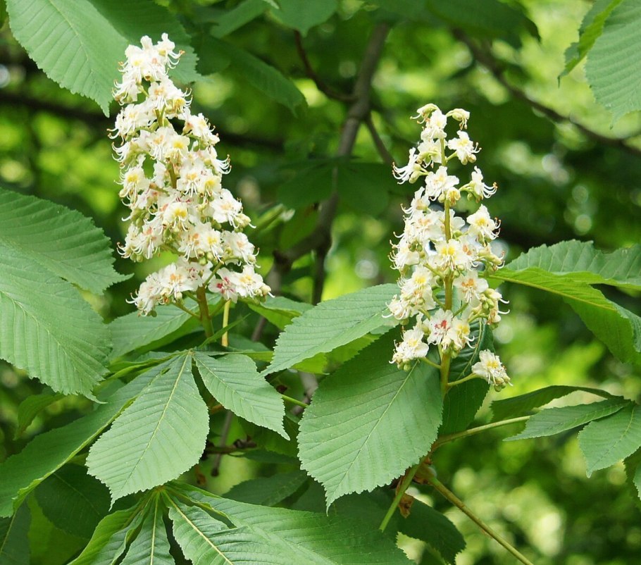 Конский каштан Павия