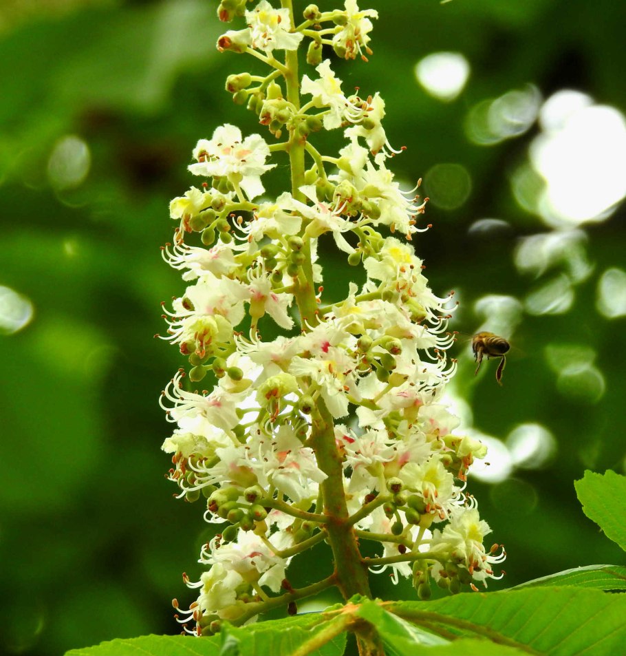 Каштан мелкоцветковый