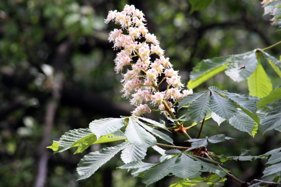 Каштан конский (aesculus hippocastanum)