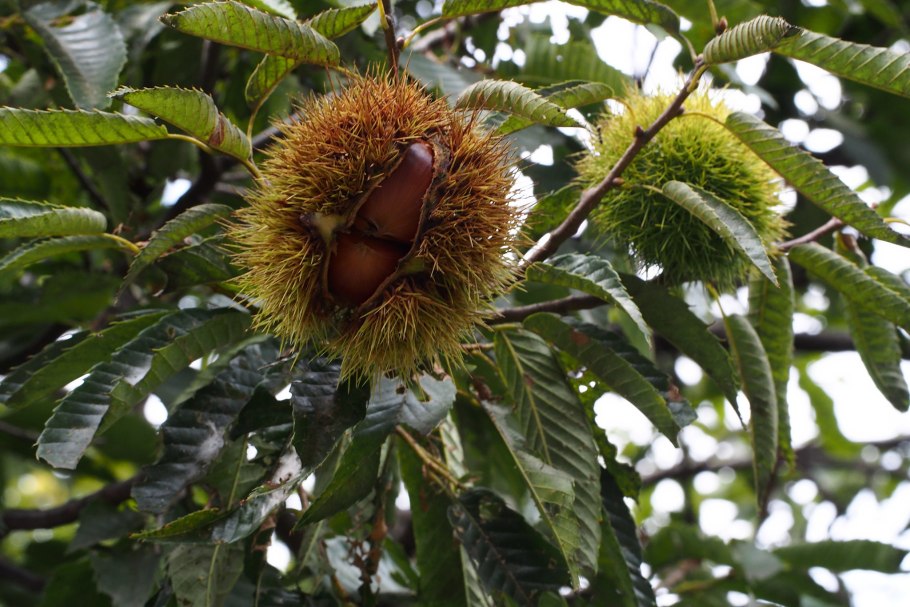 Каштан конский городчатый