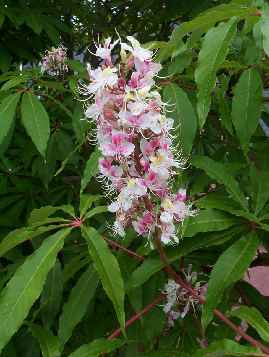 Aesculus indica