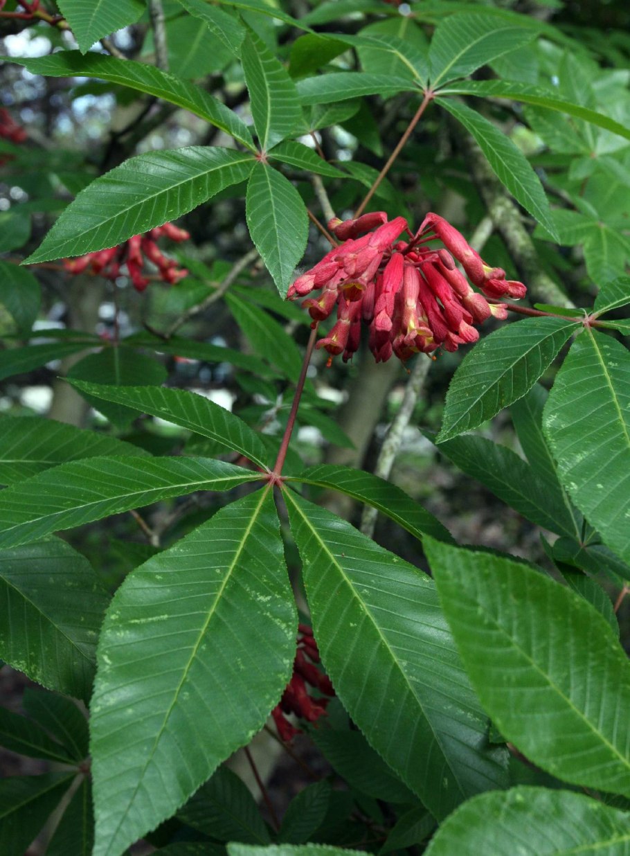 Земляной каштан растение