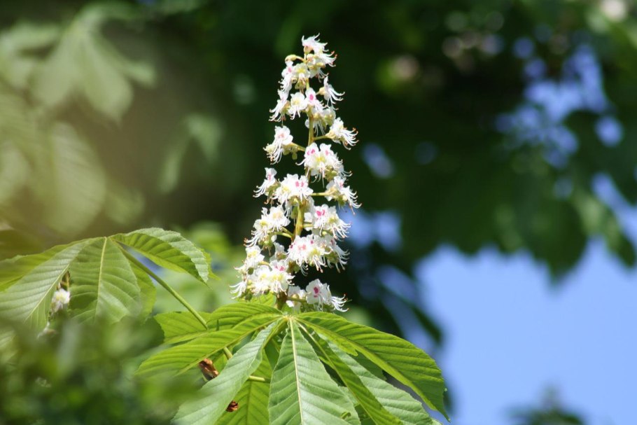 Каштан конский обыкновенный