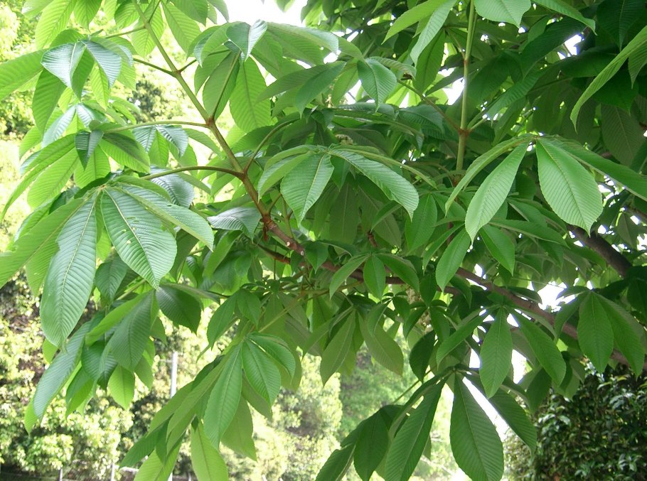 Лист конского каштана