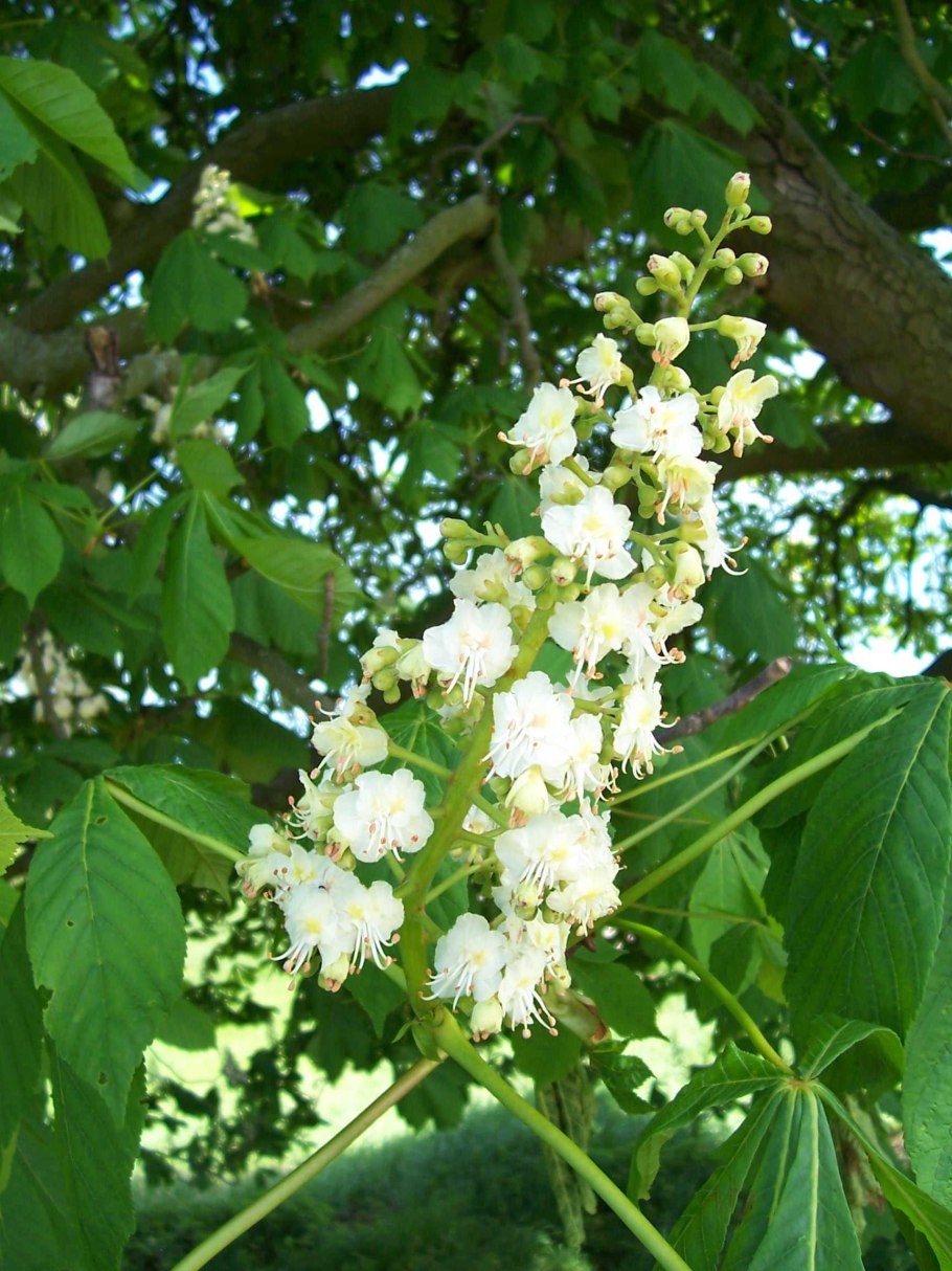 Конский каштан обыкновенный aesculus hippocastanum