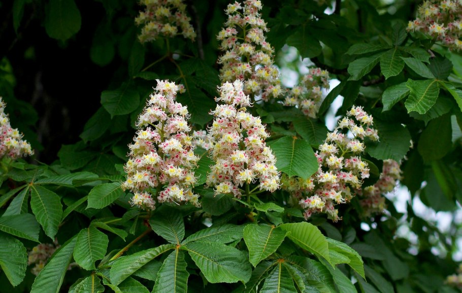Каштан конский (aesculus)