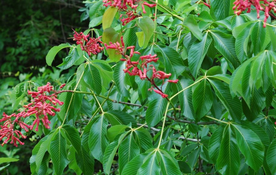 Каштан дерево Сочи