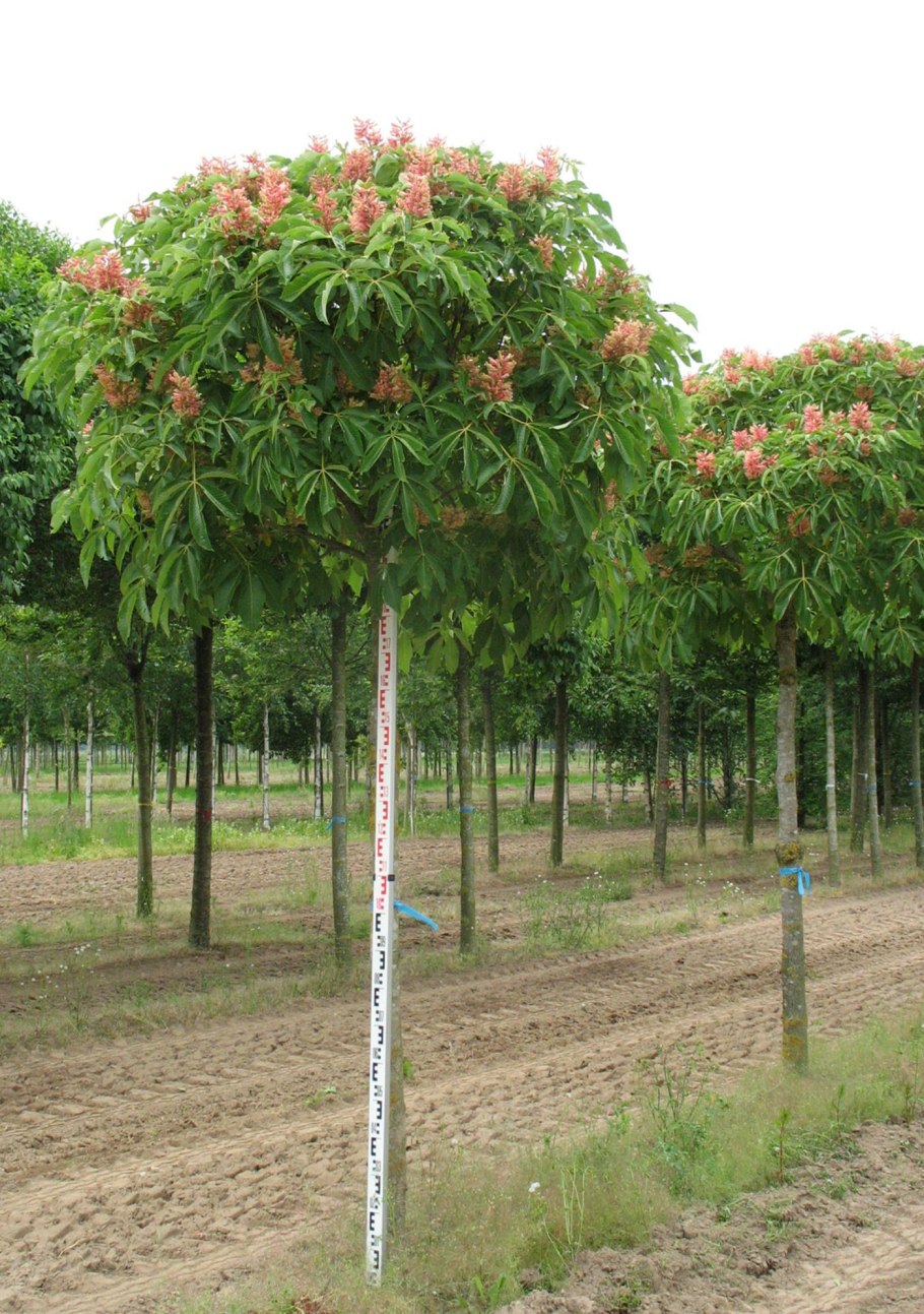 Каштан конский цветение