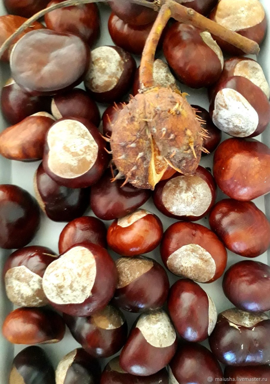 Каштан конский плоды