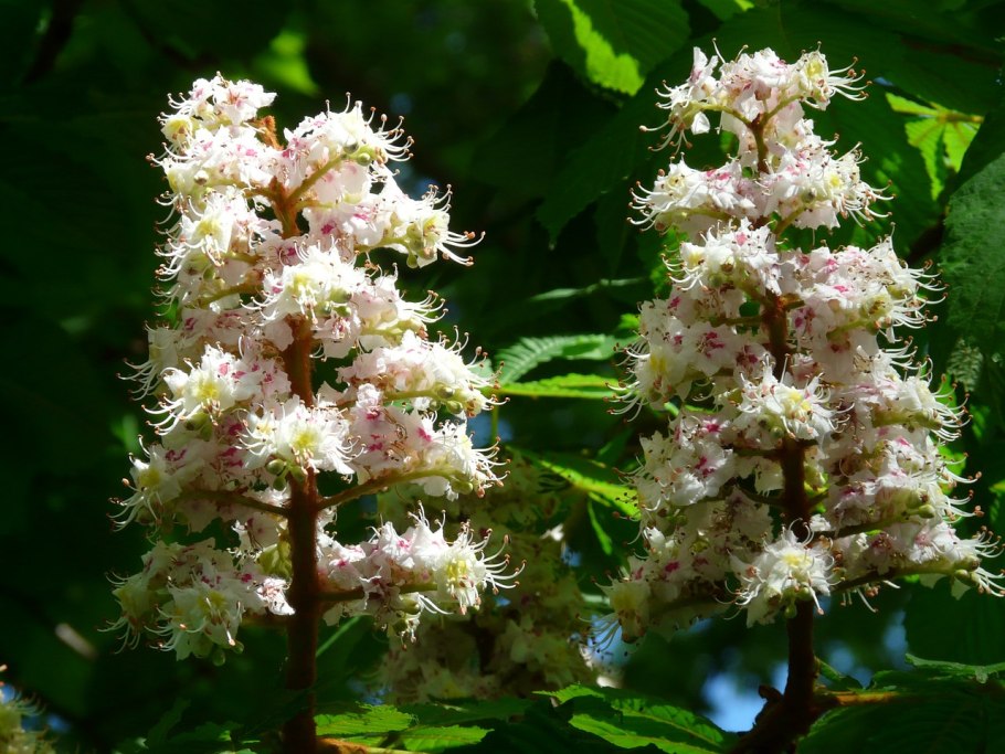 Каштан (aesculus hippocastanum)