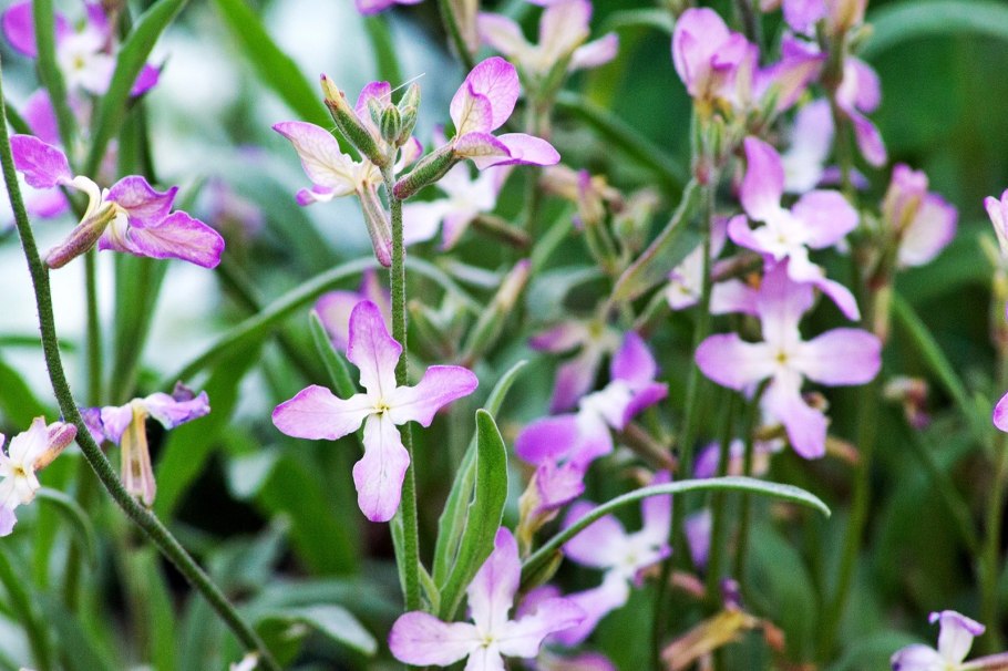 Маттиола двурогая белая