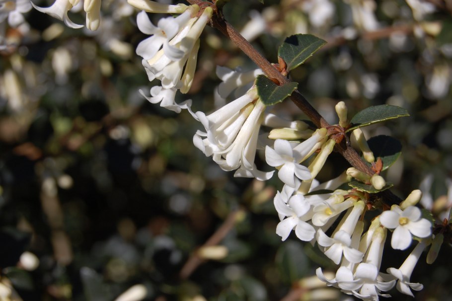 Плантариум фиалка Лесная