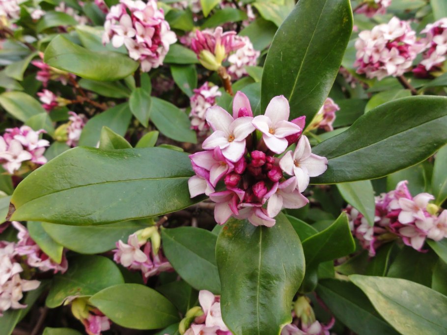 Жимолость обыкновенная (Lonicera xylosteum)