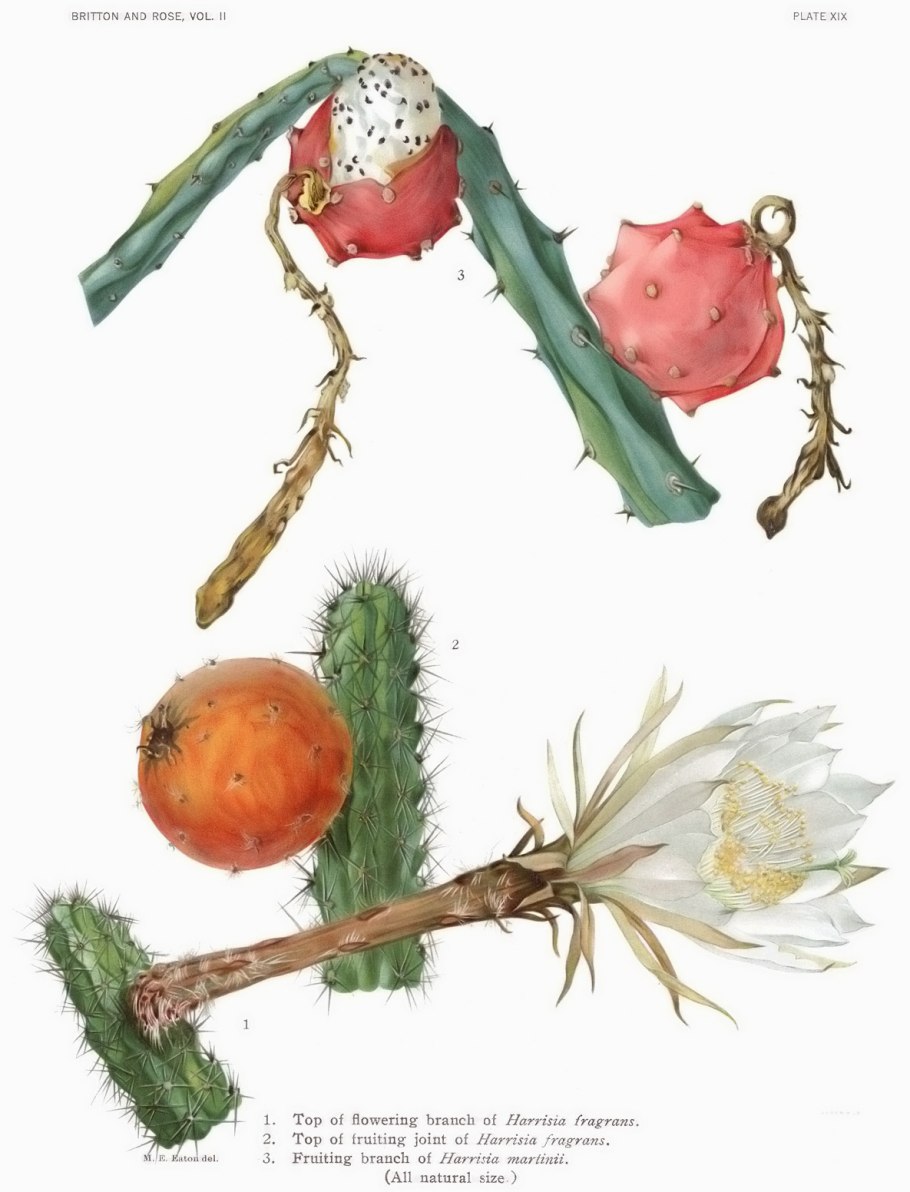 Лунник цветок