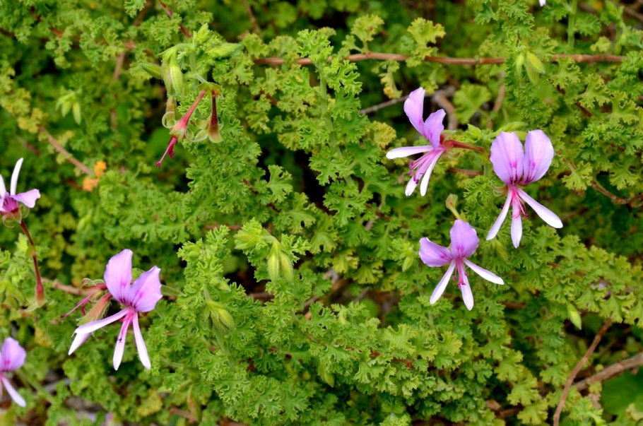 Каллизия душистая золотой ус