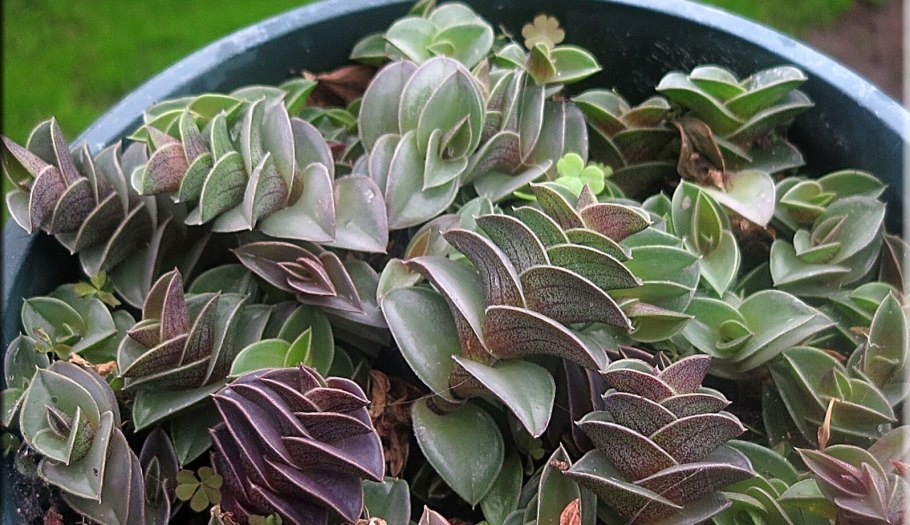 Callisia fragrans Lindi к како у роду относится