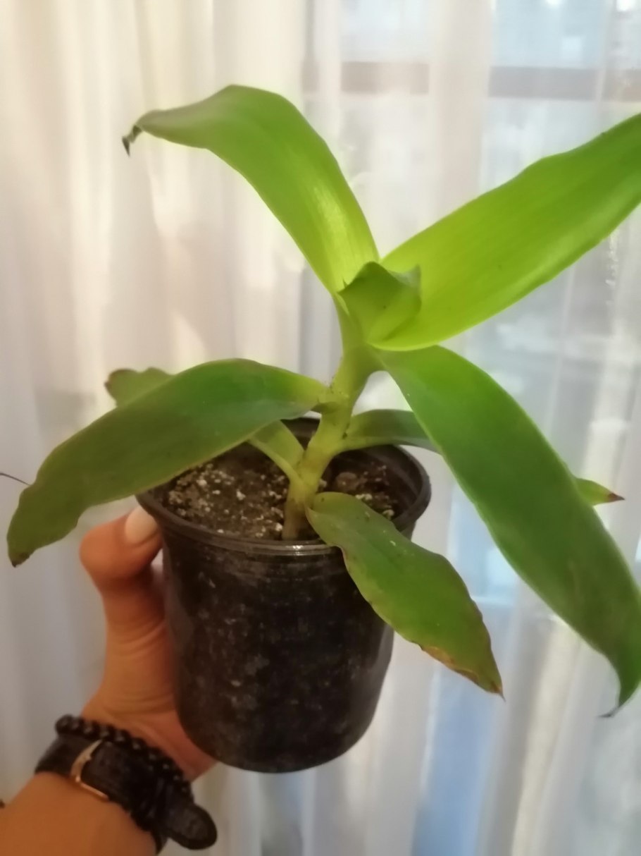 Мурданния лориформис