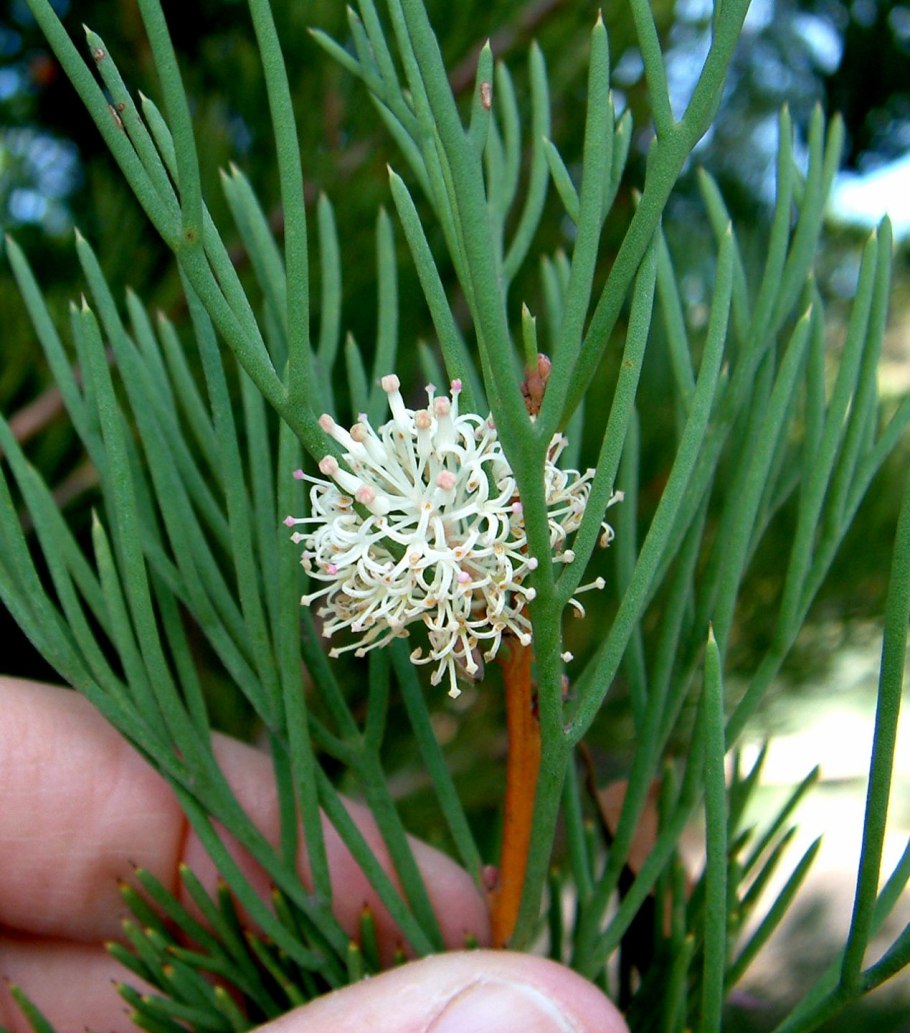 Hakea drupacea