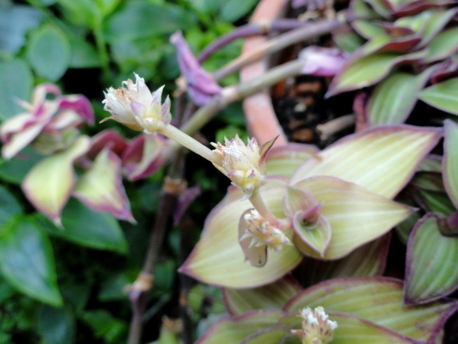 Харрисия Фрагранс