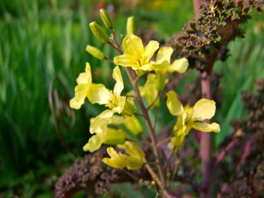 Розмарин лекарственныи