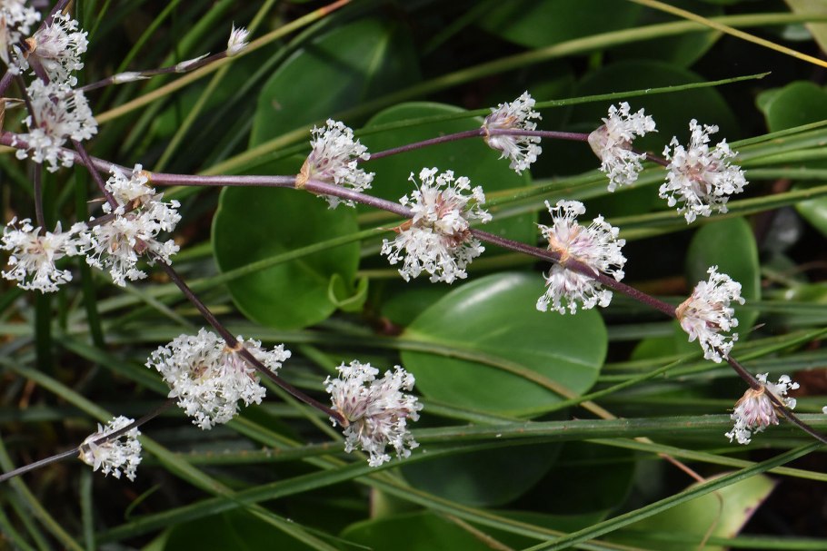 Harrisia bonplandii