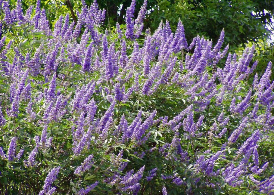 Nicotiana alata Aztec White