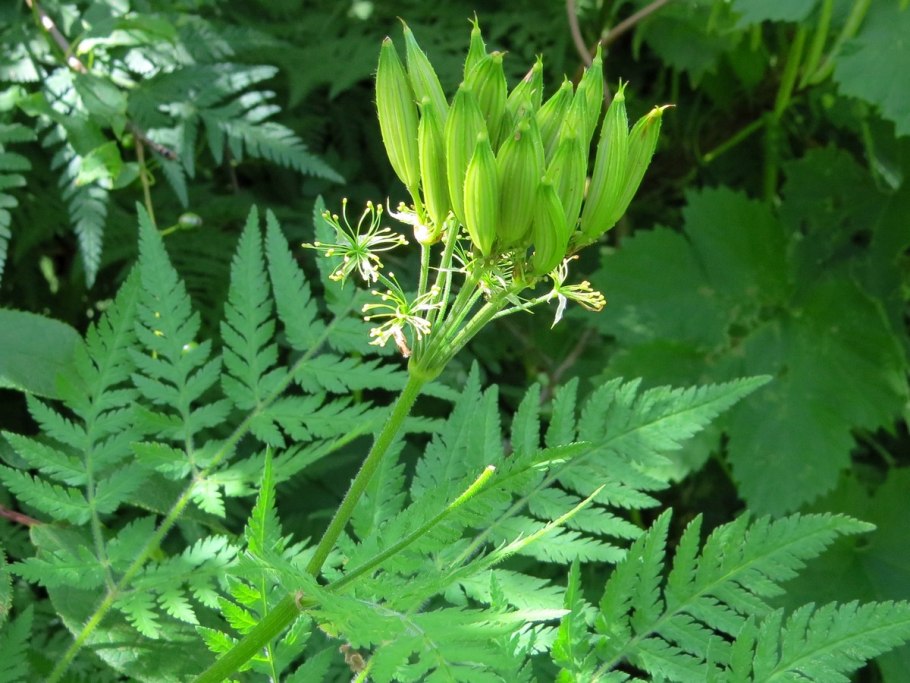 Волчеягодник душистый Ауреомаргината