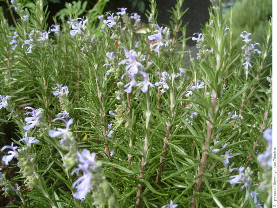 Розмарин альбифлорус