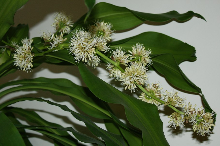 Жасмин Стефанотис