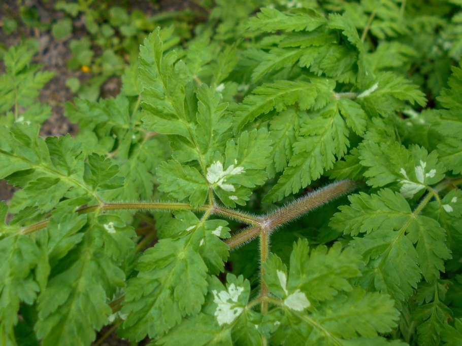 Жасмин голоцветковый