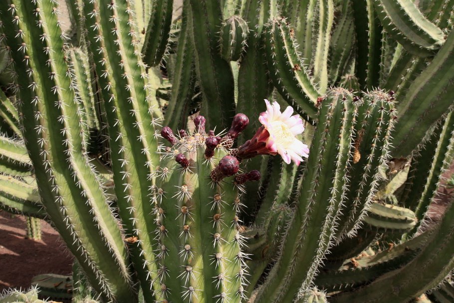 Жимолость каприфоль белая
