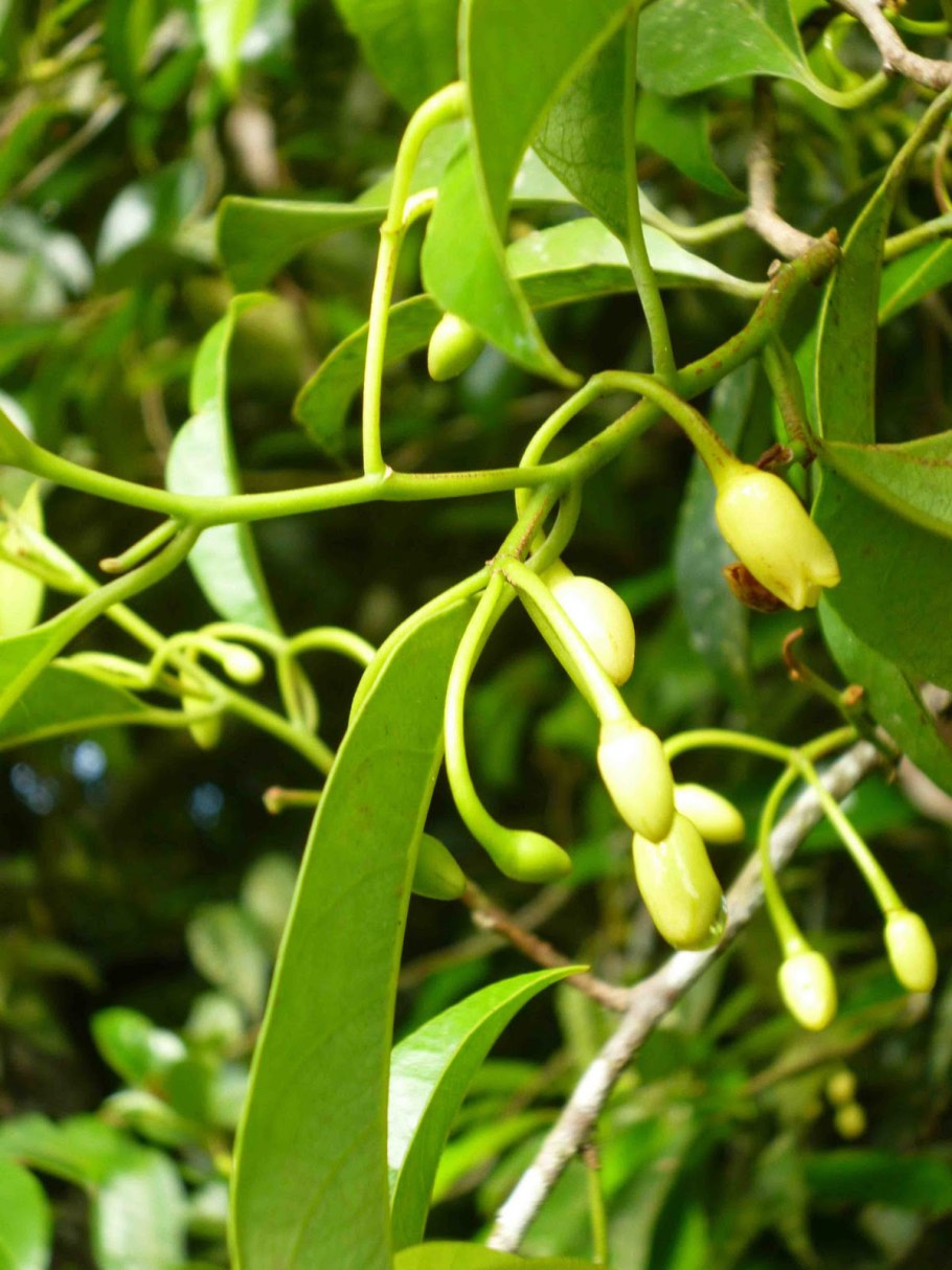 Рута душистая