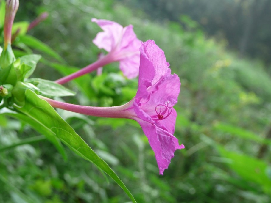 Анредера Буссенгольция