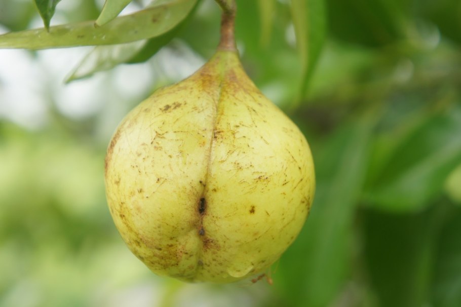 Прутняк Авраамово дерево